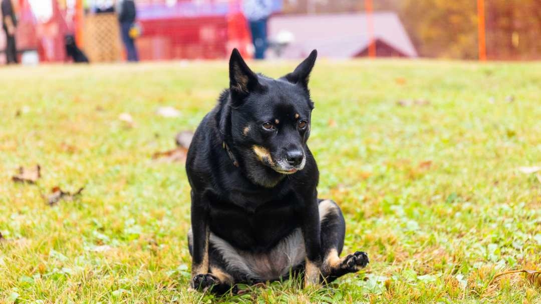 Medicine to treat tapeworms in dogs sale